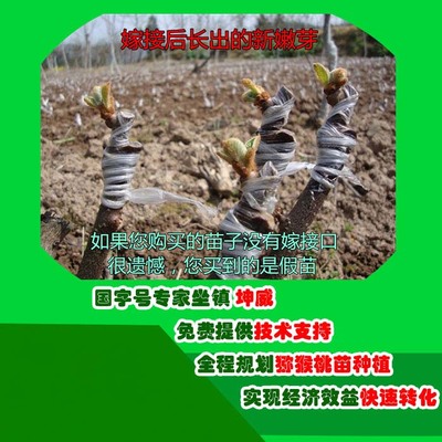 紅陽獼猴桃種植條件-陜西省獼猴桃種植-坤威農(nóng)業(yè)(查看)