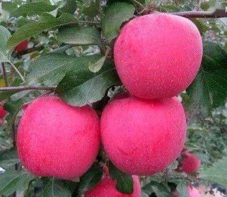 大農圈 農業供求信息 第二百四十二期