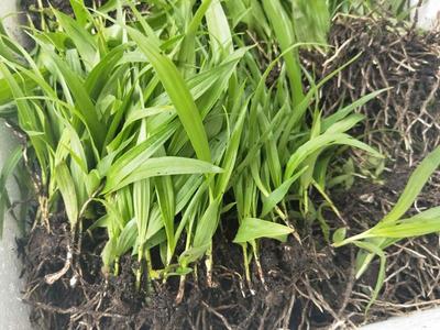 [白芨種苗批發]陜西商洛山陽縣白芨種苗 0.90元/棵白芨種苗 _ 一畝田