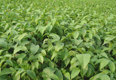 陜西寶雞正東林產品專業合作社生產的各種優質品種核桃樹苗