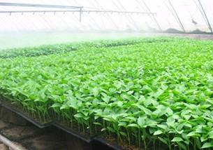 蔬菜種苗,蔬菜種苗生產廠家,蔬菜種苗價格