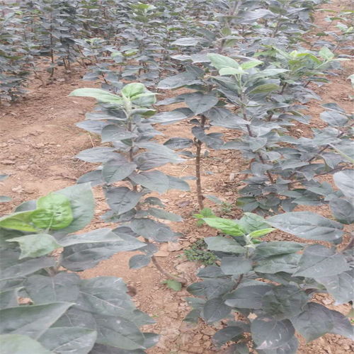 【紅嘎啦蘋果樹苗基地才賣多少錢、紅嘎啦蘋果樹苗2018年新報價】- 