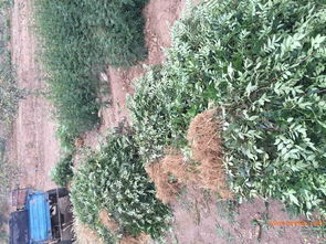 深圳花椒樹批發(fā) 花椒苗供應(yīng)商 韓城花椒苗,深圳花椒樹批發(fā) 花椒苗供應(yīng)商 韓城花椒苗生產(chǎn)廠家,深圳花椒樹批發(fā) 花椒苗供應(yīng)商 韓城花椒苗價格