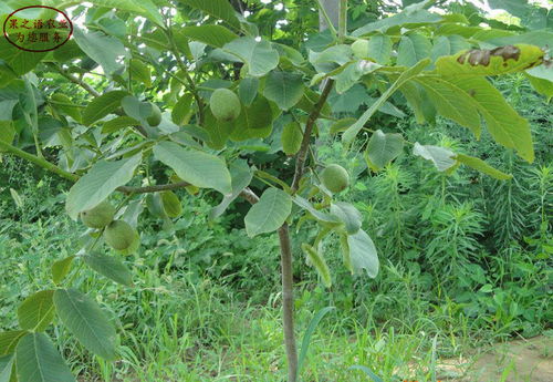 【岱豐核桃樹苗岱豐核桃樹苗批發商】- 