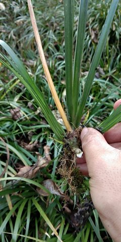 [批發]陜西漢中西鄉縣 0.50元/株蒼蒲種苗 _ 一畝田