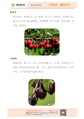 陜西沃果車?yán)遄臃N苗品種簡(jiǎn)介