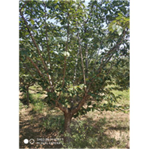 【陜西專業(yè)承接櫻花樹種苗價格】- 