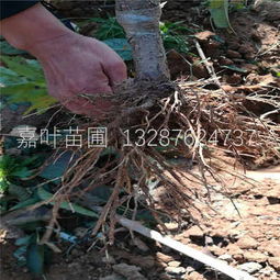 陜西櫻桃樹苗苗圃