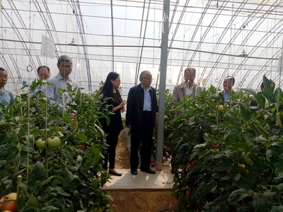 【園藝學院】2021年陜西省番茄育種聯合體新品種展示觀摩會在閻良舉辦