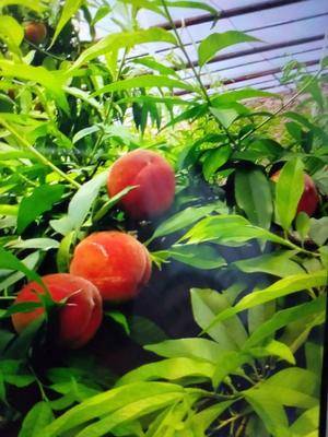 陜西種苗器批發采購_陜西種苗器供應_陜西種苗器價格_陜西種苗器批發網[第0頁]