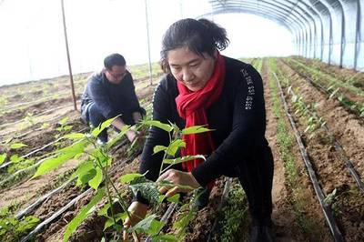 太空搭載的中科一號航天雜交構(gòu)樹落戶大荔