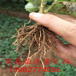 【草莓苗批發多少錢】-