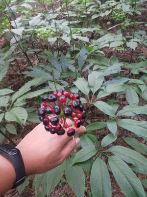 陜西省竹節參回收加工重樓白芨種苗基地種植什么品種賺錢