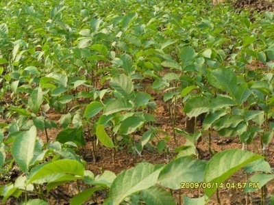 核桃苗-向陽種業種苗-向陽種業種苗 產品展示(陜西種子、陜西苗木、陜西綠化)-金泉網