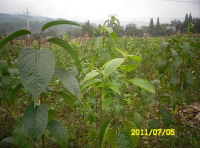 陜西厚樸苗價格-杜仲苗、供應陜西杜仲苗、陜西杜仲苗基地 -陜西獼猴桃苗|獼猴桃苗批發|獼猴桃苗 產品展示(陜西苗木基地_陜西種苗供應商_陜西苗木批發)-金泉網