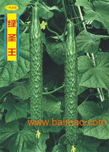 黃瓜種苗 價格 廠家 地址山東省壽光市綠興種苗發(fā)展中心,黃瓜種苗 價格 廠家 地址山東省壽光市綠興種苗發(fā)展中心生產廠家,黃瓜種苗 價格 廠家 地址山東省壽光市綠興種苗發(fā)展中心價格