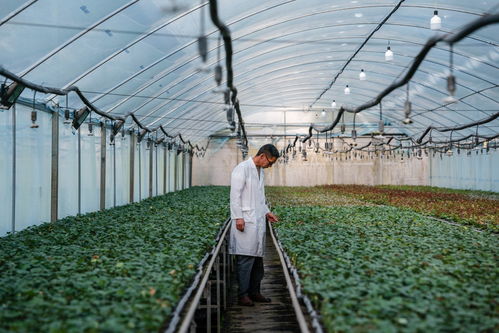 四季中國丨春日里 他們?yōu)樵颇匣ɑ苜x予'芯'動能 陜西種苗