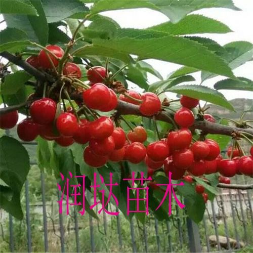 陜西陜西基地2公分櫻桃樹苗到位價格及種植指南