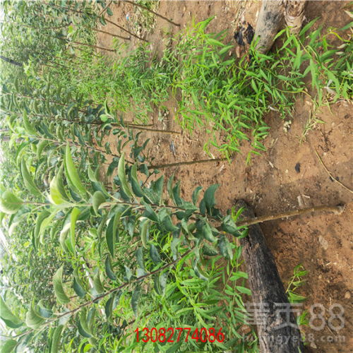 陜西維納斯蘋果苗 優質種苗的批發與種植指南