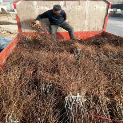 陜西優質5年冬棗樹苗，農戶直銷，助您豐收致富