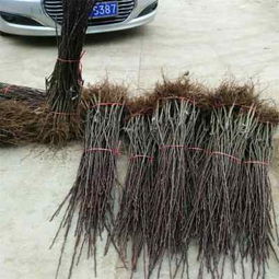 陜西種苗 哈爾濱紅香酥梨樹苗品種齊全，助力果農豐收