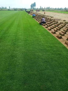 陜西姬擴建 優質精品種苗，全力打造陜西草坪之鄉
