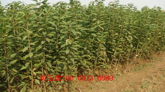 陜西櫻桃苗價格分析與種植指南