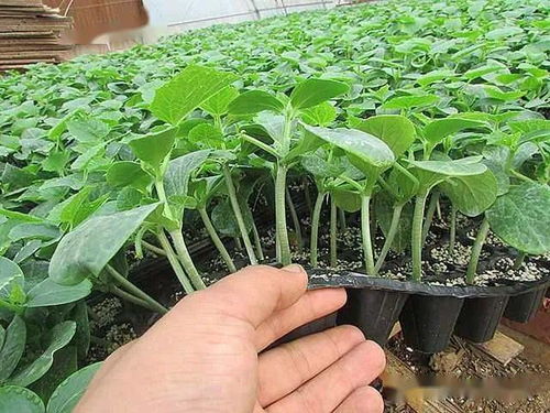 陜西種苗，技能成才——我校在中職技能大賽中再創(chuàng)佳績