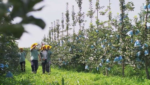 陜西照金咸恒農(nóng)業(yè)科技 讓青砧結(jié)出“中國果”，做強(qiáng)陜西種苗