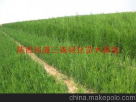 陜西綠化苗木供應(yīng)商、價(jià)格行情及主要批發(fā)市場(chǎng)全解析